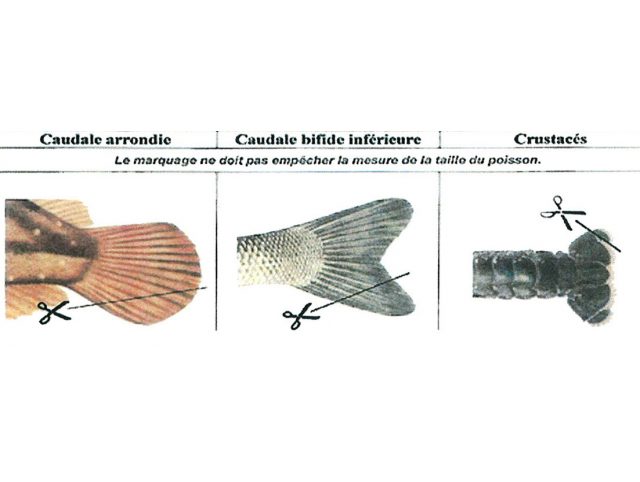 Ablation partie inferieure de la nageoire caudale obligatoire